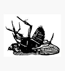 Dead Fly linocut Photographic Print
