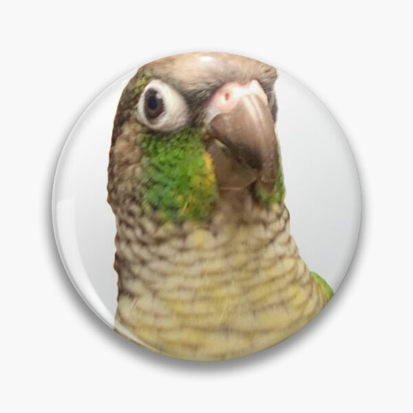 Item preview, Green Cheek Conure designed and sold by synthesizer.