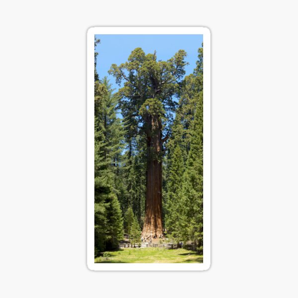 The Largest Tree in the World - GigaPan Sticker