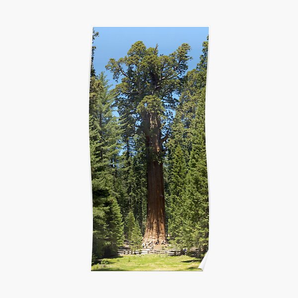 The Largest Tree in the World - GigaPan Poster