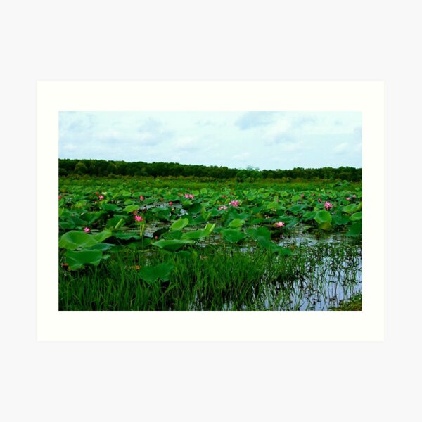 Lotus Flowers at Fogg Dam Art Print