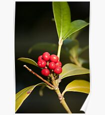 Christmas 2011 Poster