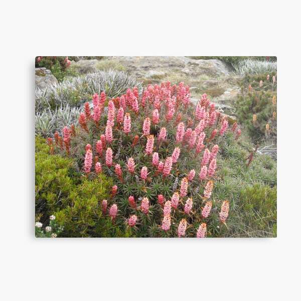 Item preview, Richea at Newdegate Pass designed and sold by PeterJF.