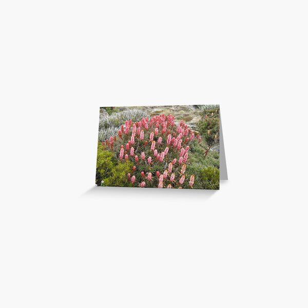 Item preview, Richea at Newdegate Pass designed and sold by PeterJF.