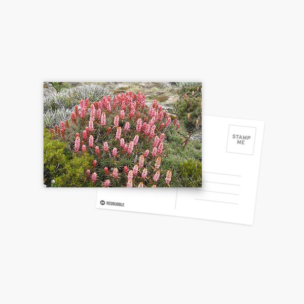 Item preview, Richea at Newdegate Pass designed and sold by PeterJF.