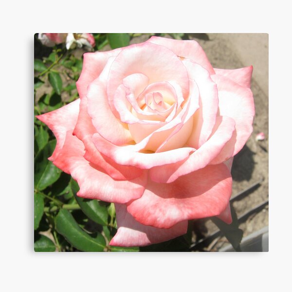 'Secret' Rose Metal Print