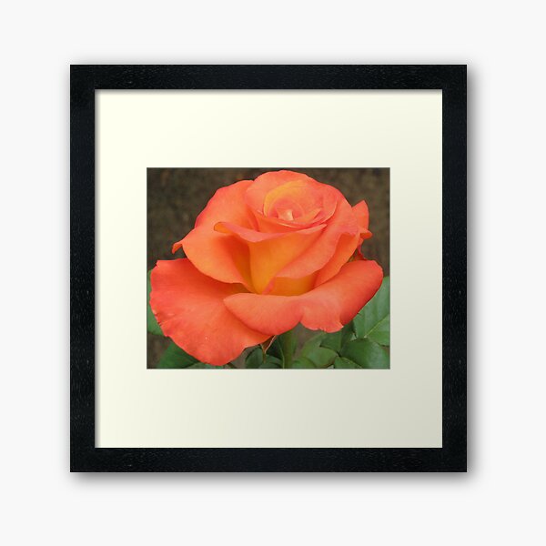 Orange And Yellow Rose Framed Art Print