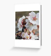 Blossoms Greeting Card
