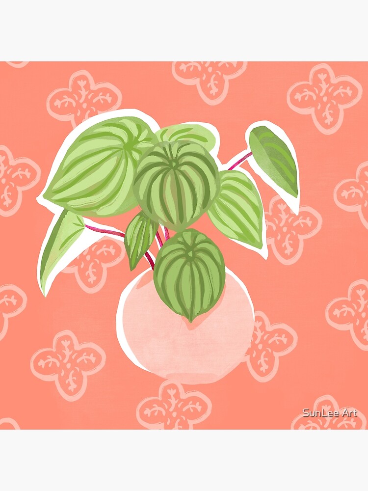 Peperomia by sunleeart