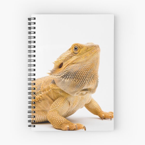 Item preview, A Bearded Dragon designed and sold by Ben Gingell.