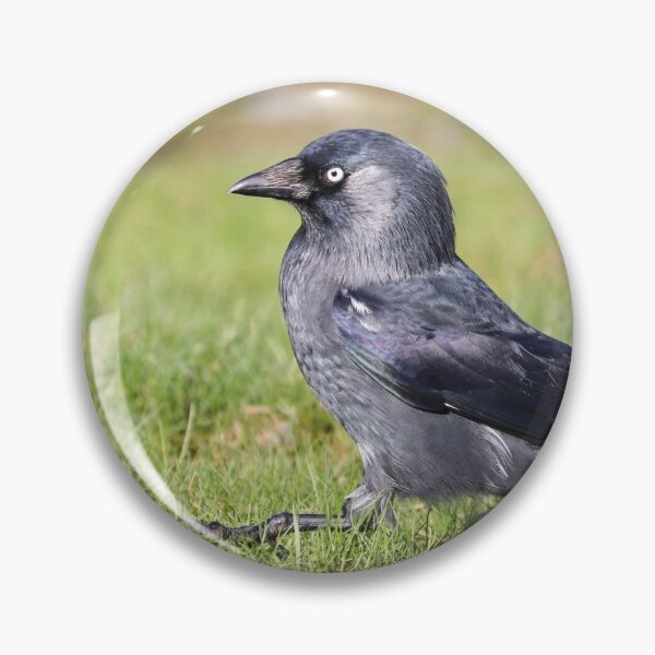 Item preview, Striding jackdaw designed and sold by GreyFeatherPhot.