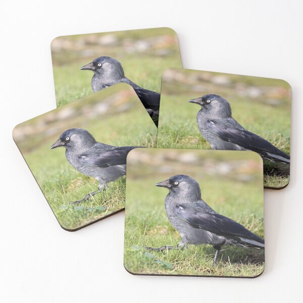 Item preview, Striding jackdaw designed and sold by GreyFeatherPhot.
