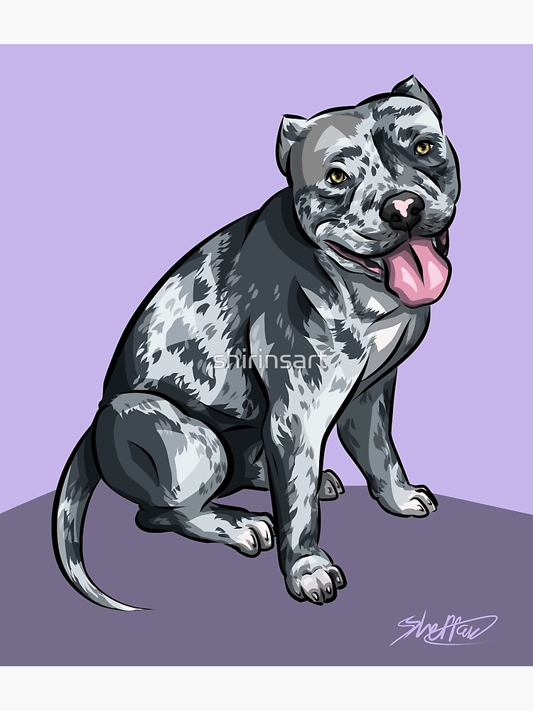 american bully merle