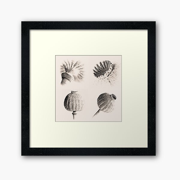 Item preview, Poppy Heads Collection 5678 designed and sold by ExclusivelyMono.