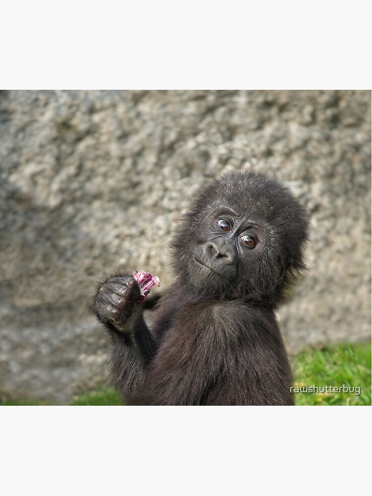 Cute Baby Gorilla Shower Curtain for Sale by rawshutterbug