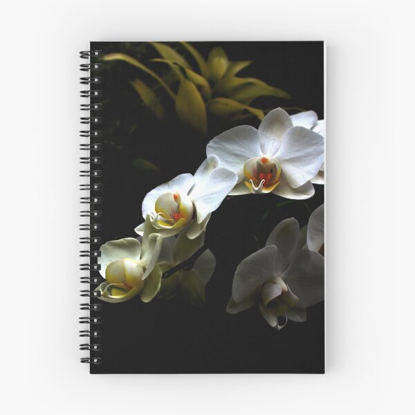 Artikelvorschau, White orchid - Phalaenopsis entworfen und verkauft von Jasna.