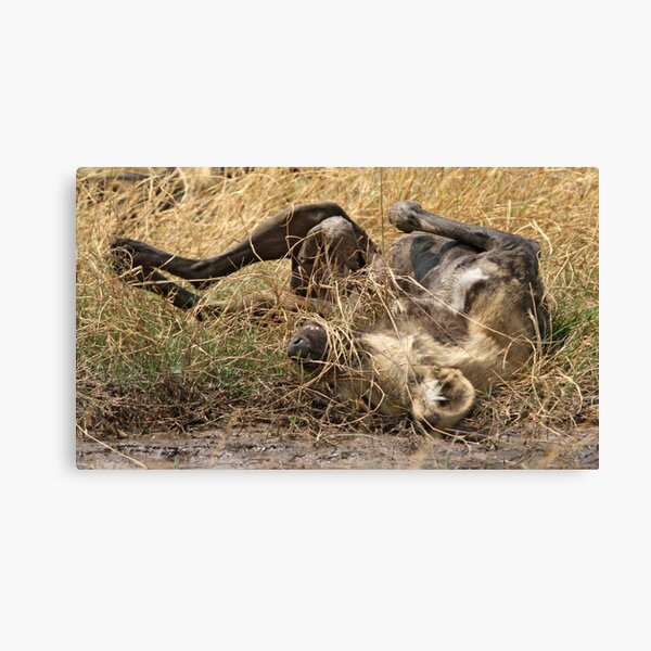 Dealing with an itch Canvas Print