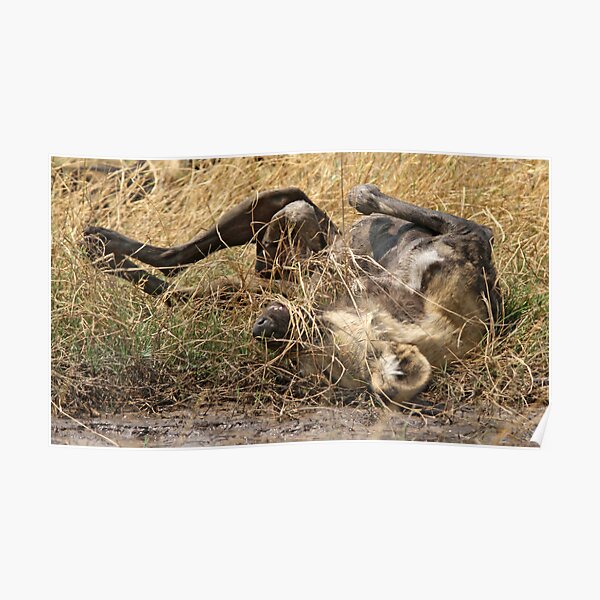 Dealing with an itch Poster