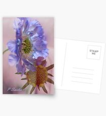 Frilly Postcards