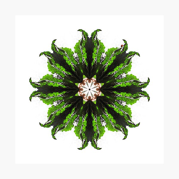 Kale and Ladybug Mandala Photographic Print