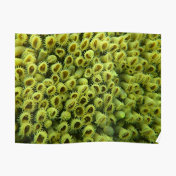 "Z is for Zoanthids Hallet Cove, South Australia" Poster for Sale by