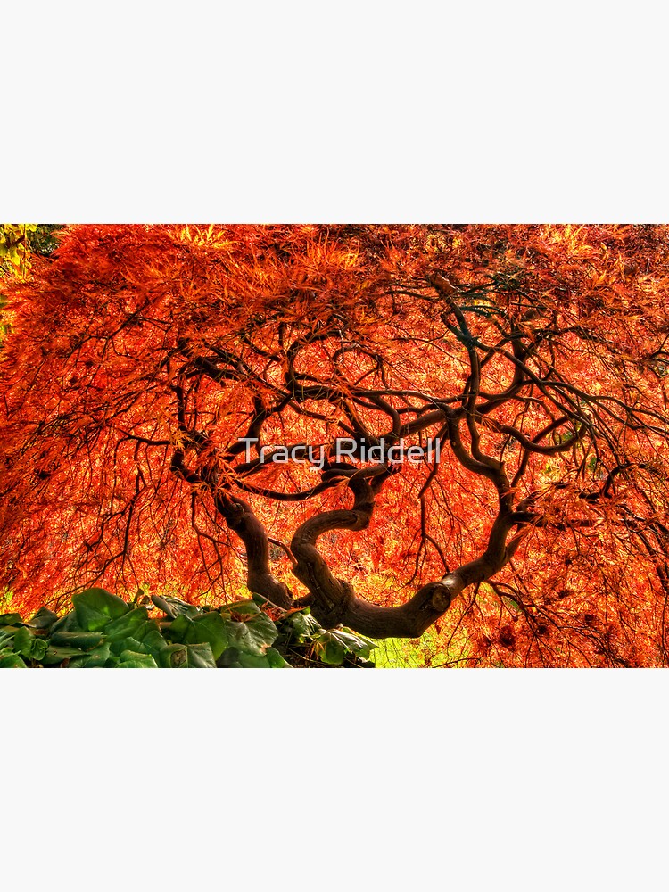 Maple Matrix by taos