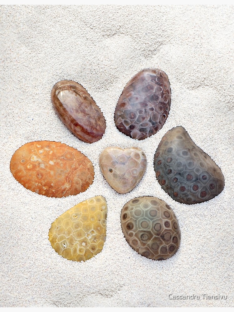 Petoskey Stones from Michigan by Cassandra Tiensivu Art Print for Sale by  Cassandra Tiensivu
