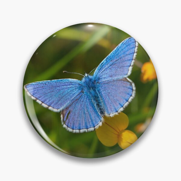 Item preview, Adonis Blue Butterfly designed and sold by Dan Newton.
