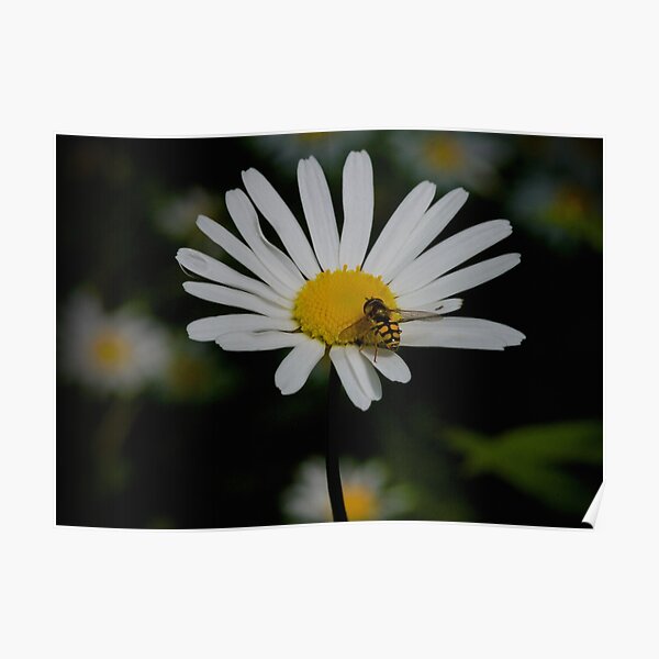 OX EYE Poster
