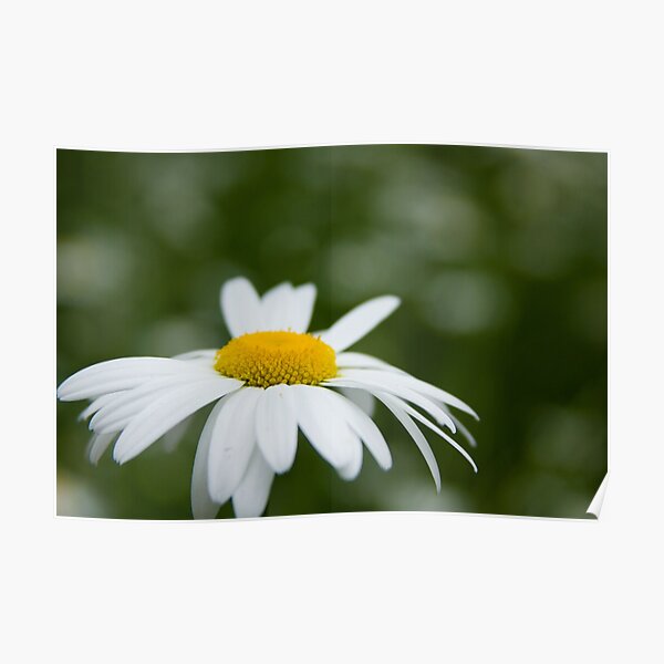Daisy Poster