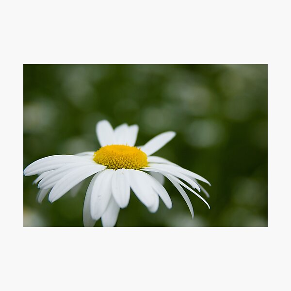 Daisy Photographic Print