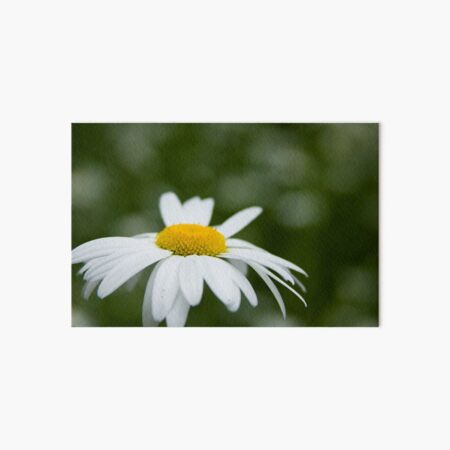 Daisy Art Board Print