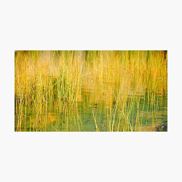 grasscape Photographic Print