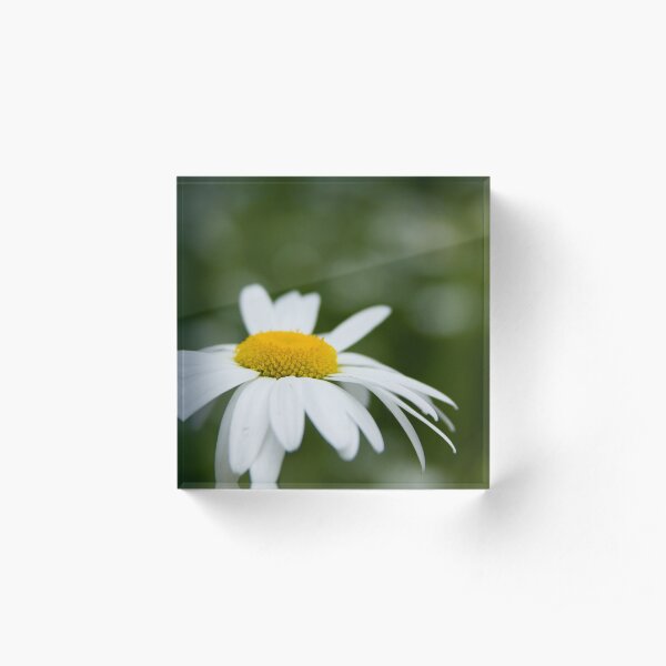 Daisy Acrylic Block
