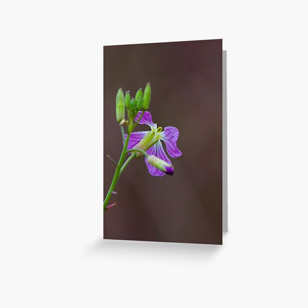 Purple Flower Greeting Card