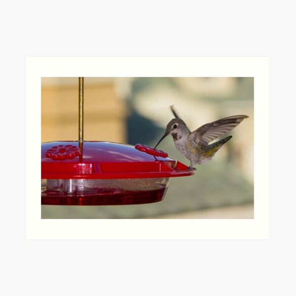 Hummingbird Art Print