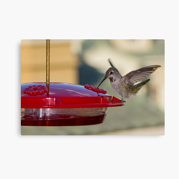 Hummingbird Canvas Print