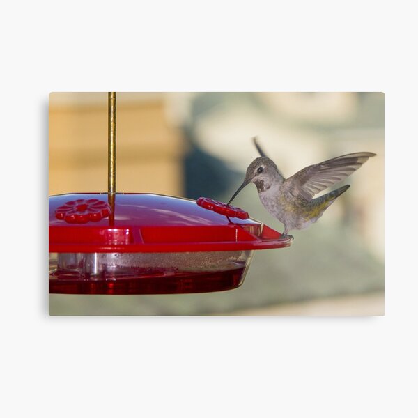Hummingbird Metal Print