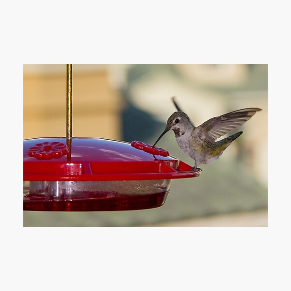 Hummingbird Photographic Print