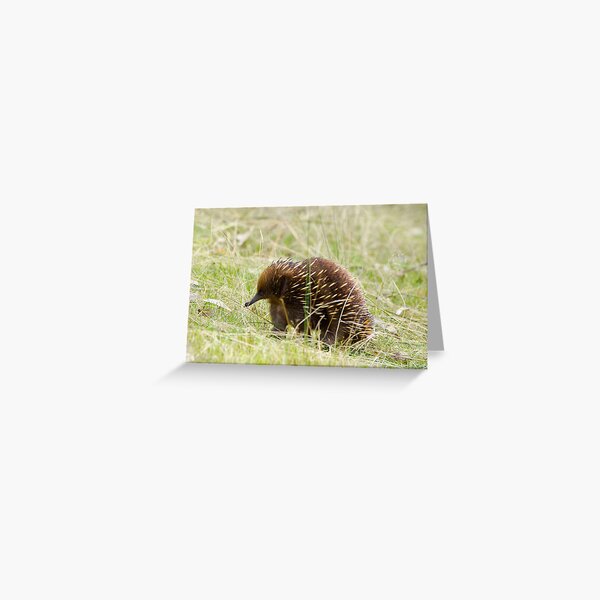Echidna debut Nov 7th 2011 Greeting Card