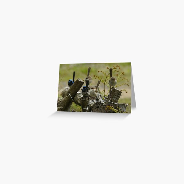 5 Wrens???!!! Greeting Card