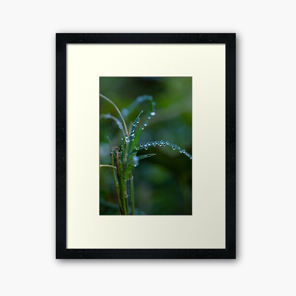 Water drops on leaves (3) Framed Art Print