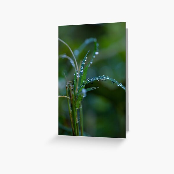 Water drops on leaves (3) Greeting Card