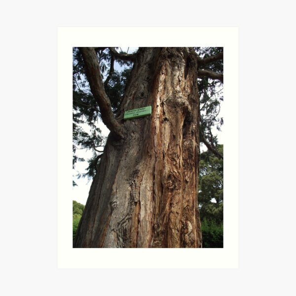 Incense Cedar Tree, at Plenty (Tasmania) Art Print