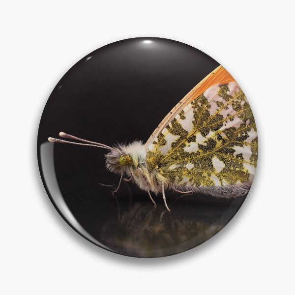 Item preview, Orange-tip Butterfly Portrait designed and sold by Dan Newton.