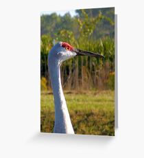Sandhill Crane Greeting Card
