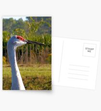 Sandhill Crane Postcards