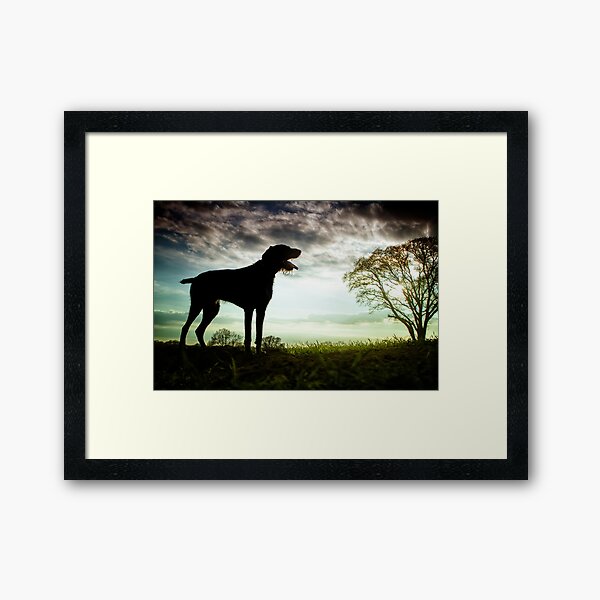 German Wirehaired Pointer Sunset Framed Art Print