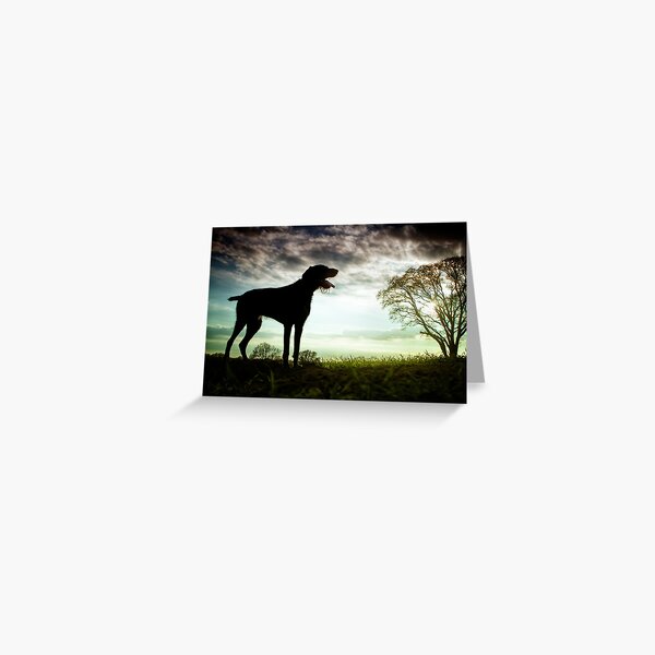 German Wirehaired Pointer Sunset Greeting Card