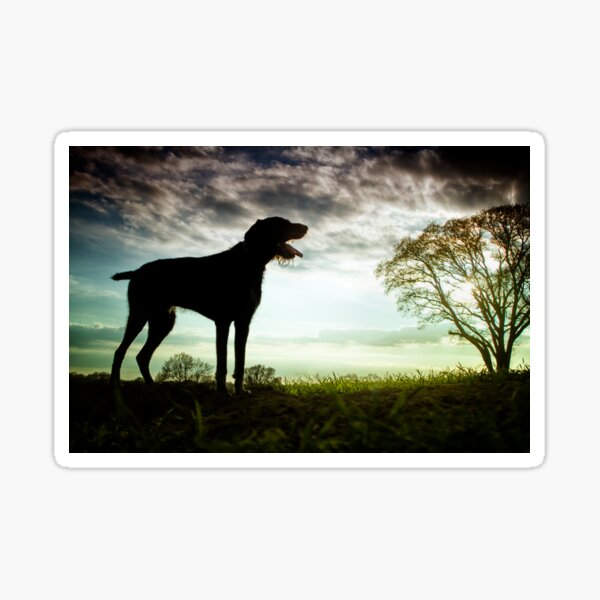 German Wirehaired Pointer Sunset Sticker